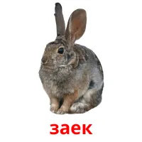 заек picture flashcards