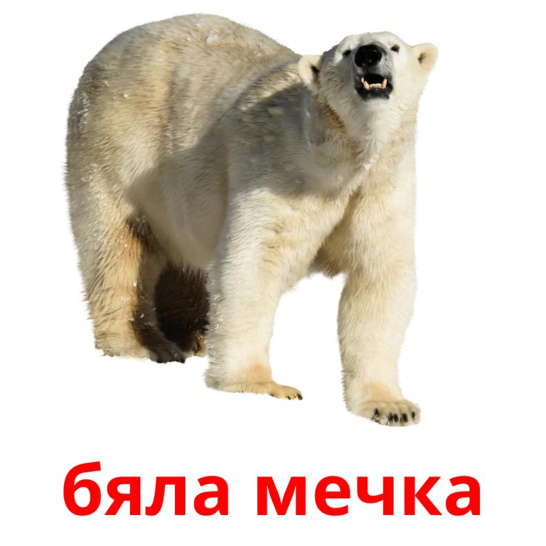 бяла мечка picture flashcards