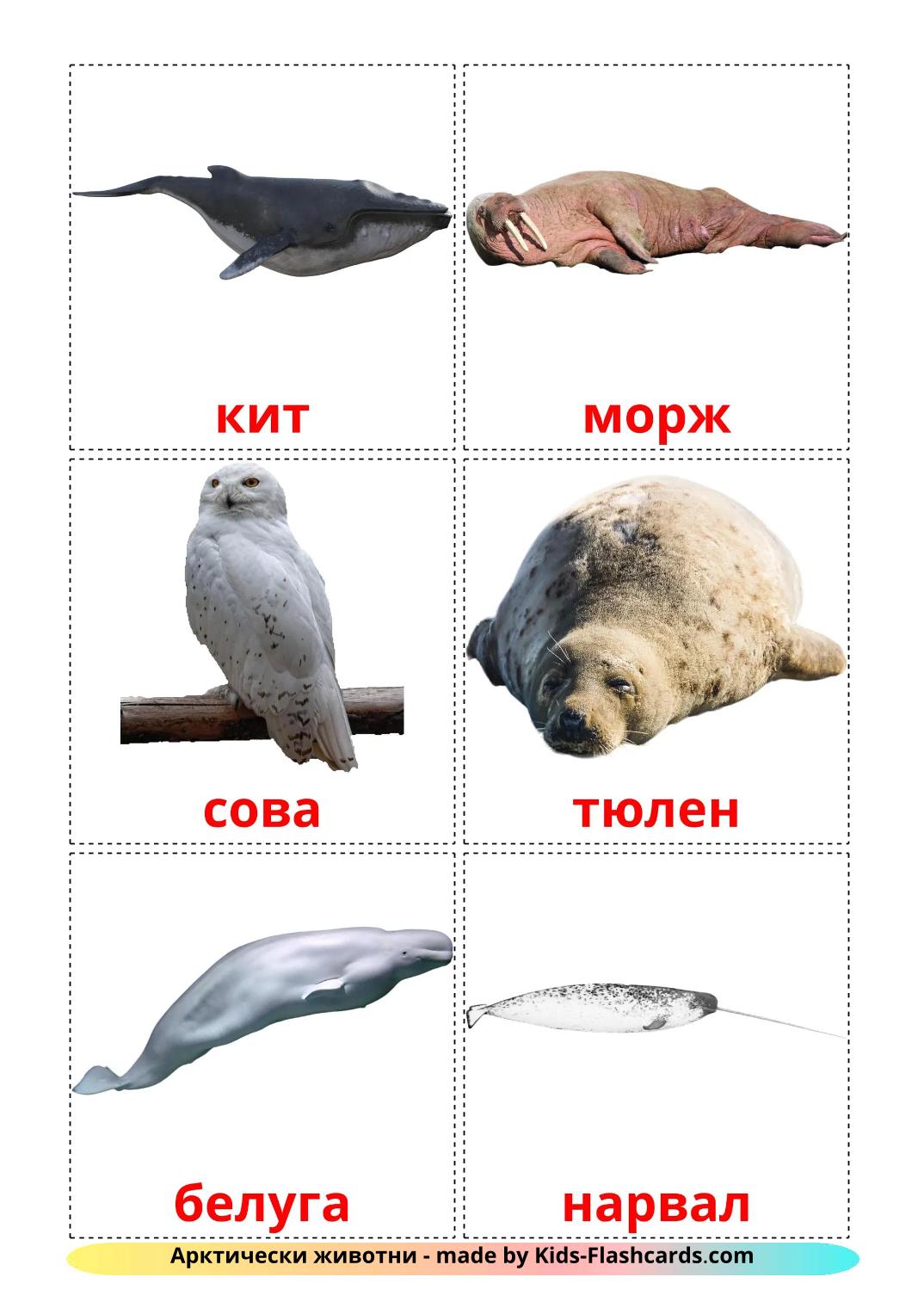 Arctic animals - 15 Free Printable bulgarian Flashcards 