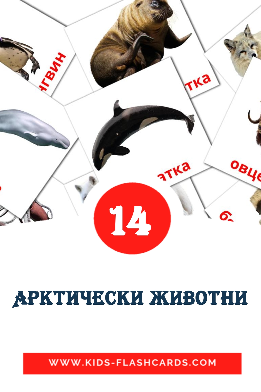 14 tarjetas didacticas de Арктически животни para el jardín de infancia en búlgaro