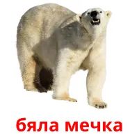 бяла мечка picture flashcards