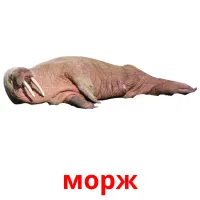 морж picture flashcards