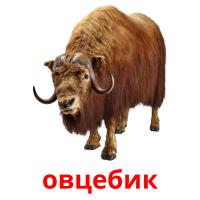 овцебик card for translate