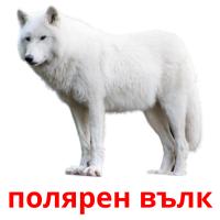 полярен вълк card for translate