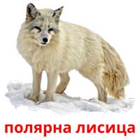 полярна лисица card for translate
