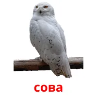 сова picture flashcards