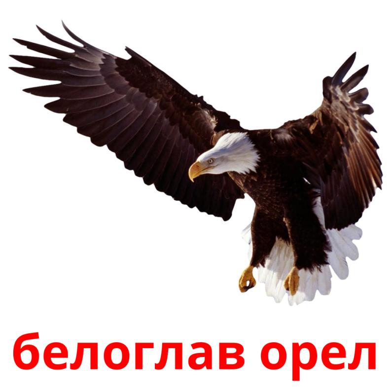 белоглав орел picture flashcards