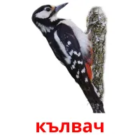 кълвач picture flashcards