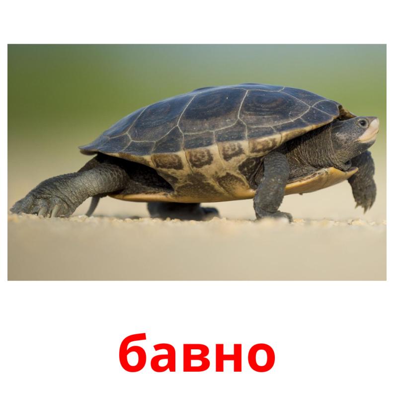 бавно picture flashcards