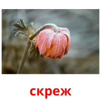 скреж picture flashcards