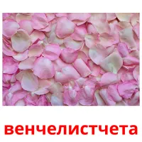 венчелистчета picture flashcards