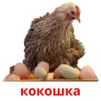 кокошка picture flashcards