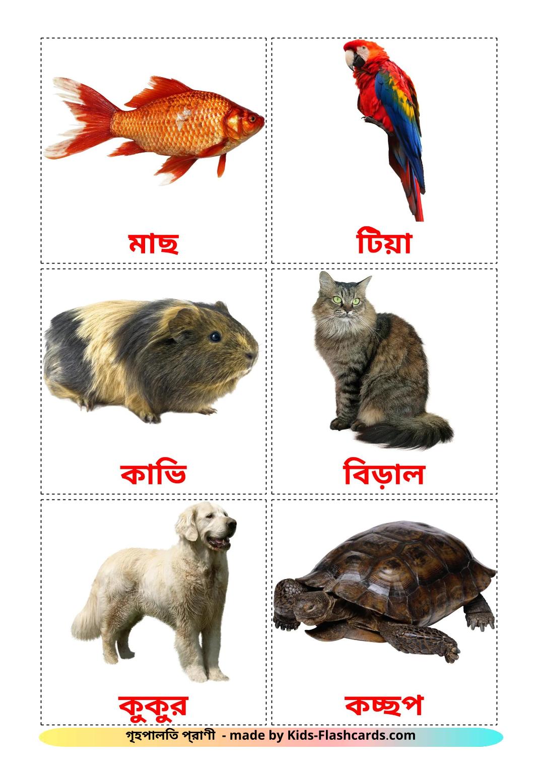 Les animaux Domestiques - 11 Flashcards bengali imprimables gratuitement