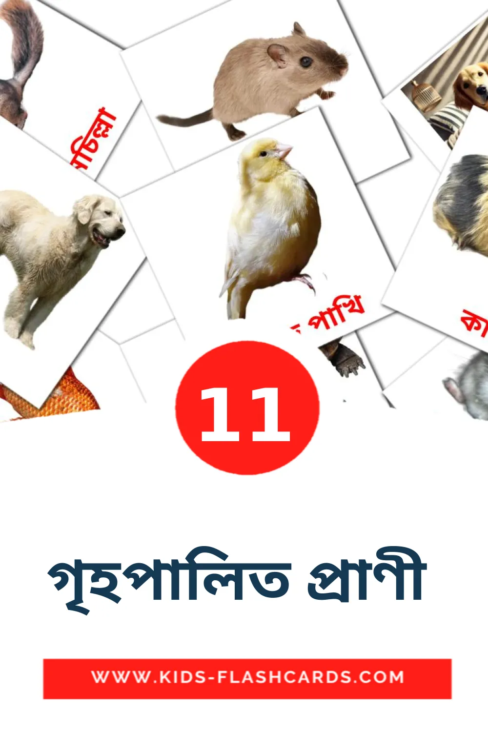 11 cartes illustrées de গৃহপালিত প্রাণী  pour la maternelle en bengali