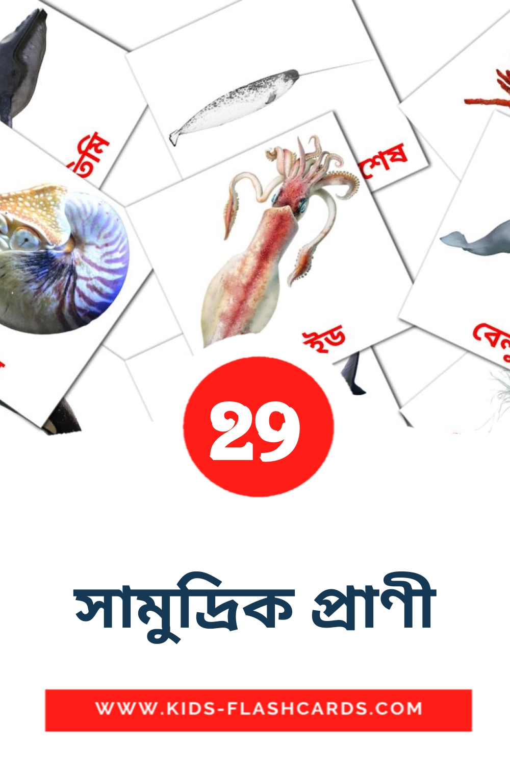 সামুদ্রিক প্রাণী на бенгальском для Детского Сада (29 карточек)