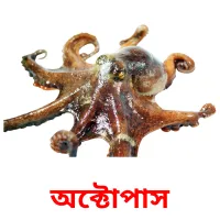 অক্টোপাস Bildkarteikarten