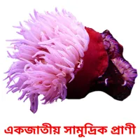 একজাতীয় সামুদ্রিক প্রাণী Bildkarteikarten