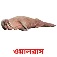 ওয়ালরাস Bildkarteikarten