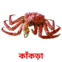 কাঁকড়া Bildkarteikarten