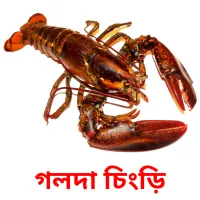 গলদা চিংড়ি Bildkarteikarten