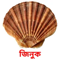 জিনুক Bildkarteikarten