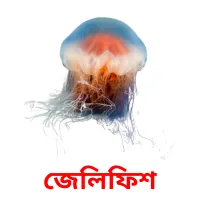 জেলিফিশ Bildkarteikarten