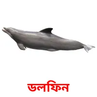 ডলফিন Bildkarteikarten