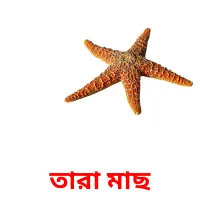 তারা মাছ Bildkarteikarten