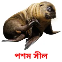 পশম সীল Bildkarteikarten