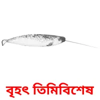 বৃহৎ তিমিবিশেষ Bildkarteikarten