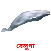 বেলুগা Bildkarteikarten