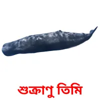 শুক্রাণু তিমি Bildkarteikarten