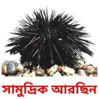 সামুদ্রিক আরছিন Bildkarteikarten