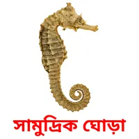 সামুদ্রিক ঘোড়া Bildkarteikarten