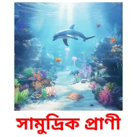 সামুদ্রিক প্রাণী Bildkarteikarten