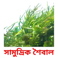 সামুদ্রিক শৈবাল Bildkarteikarten