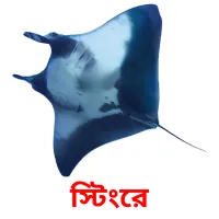 স্টিংরে Bildkarteikarten