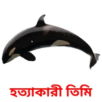 হত্যাকারী তিমি Bildkarteikarten