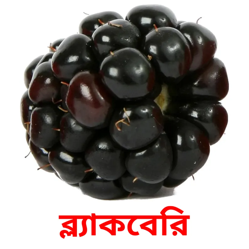 11 FREE Berries Flashcards in 4 PDF formats Bengali Pictures