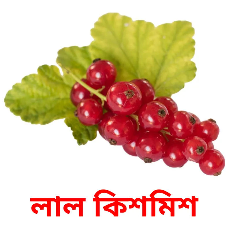11 FREE Berries Flashcards in 4 PDF formats Bengali Pictures