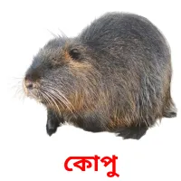 কোপু Bildkarteikarten