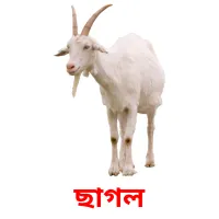 ছাগল Bildkarteikarten