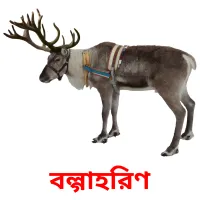 বল্গাহরিণ Bildkarteikarten