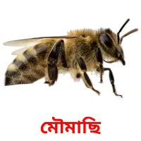 মৌমাছি Bildkarteikarten