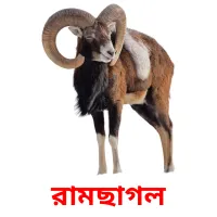 রামছাগল Bildkarteikarten