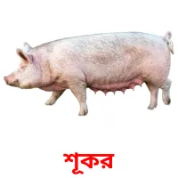 শূকর Bildkarteikarten