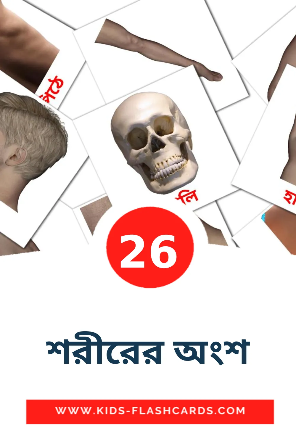 26 শরীরের অংশ Picture Cards for Kindergarden in bengali