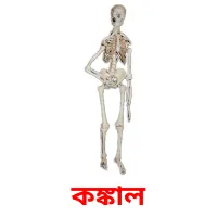 কঙ্কাল picture flashcards