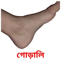 গোড়ালি picture flashcards