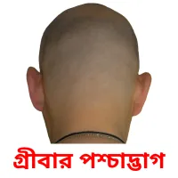 গ্রীবার পশ্চাদ্ভাগ picture flashcards